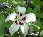 Hibiscus cameronii