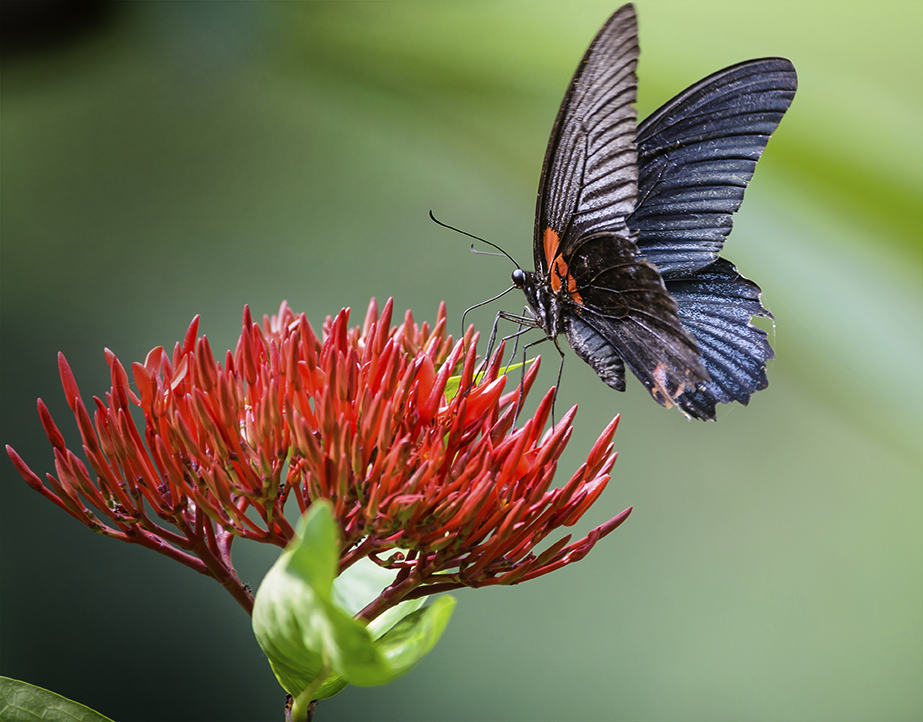Butterfly House Re-Opens 2018