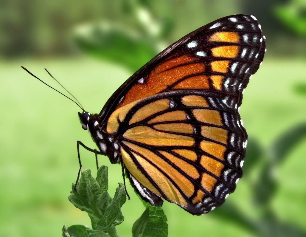 Butterfly House Re-opens