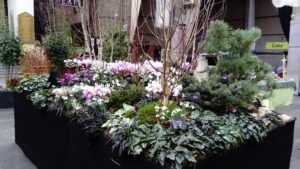 Worth our weight in gold - RHS Early Spring Show round-up