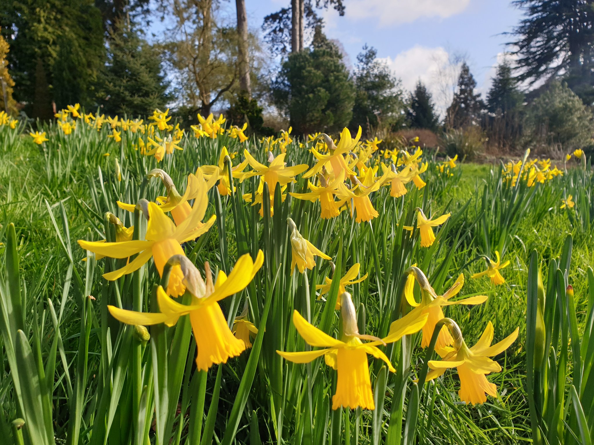 Daffodils on West Lawn
