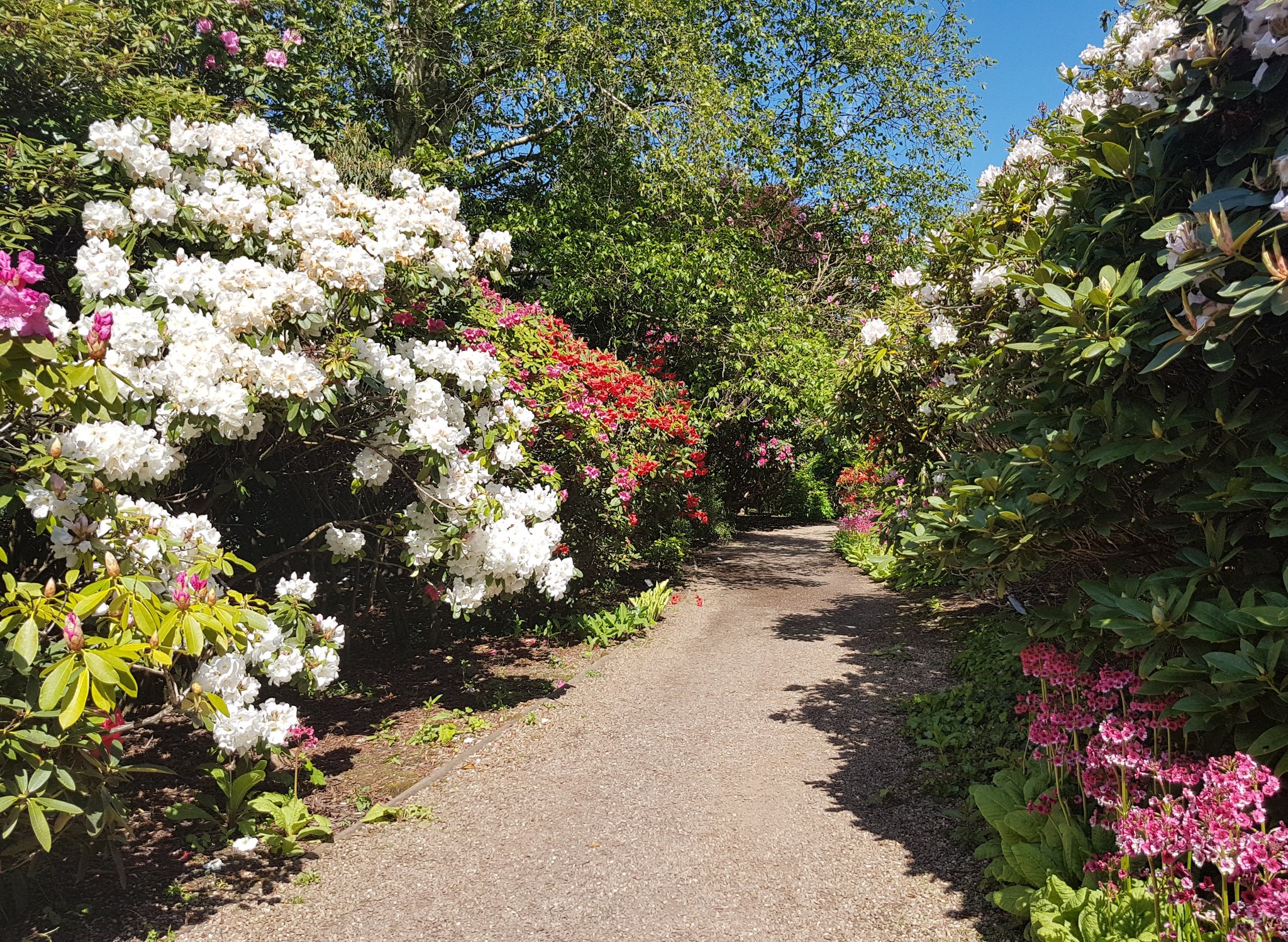 Rhododendron Walk