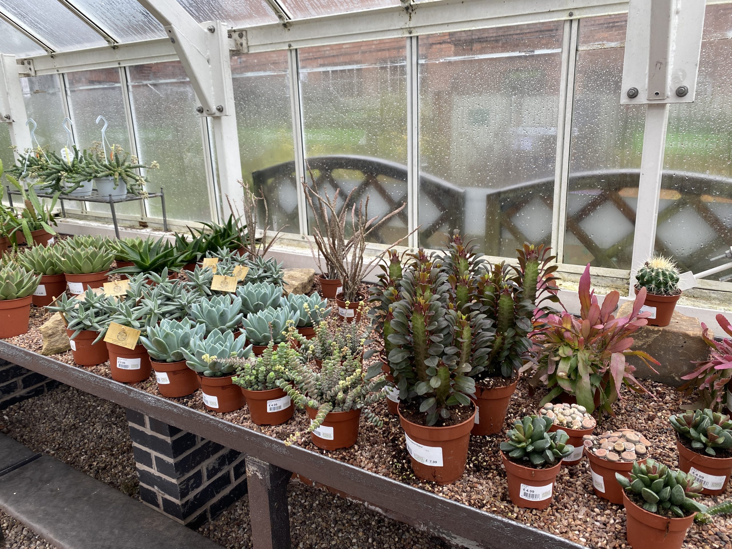 Plants for Sale at the Gardens