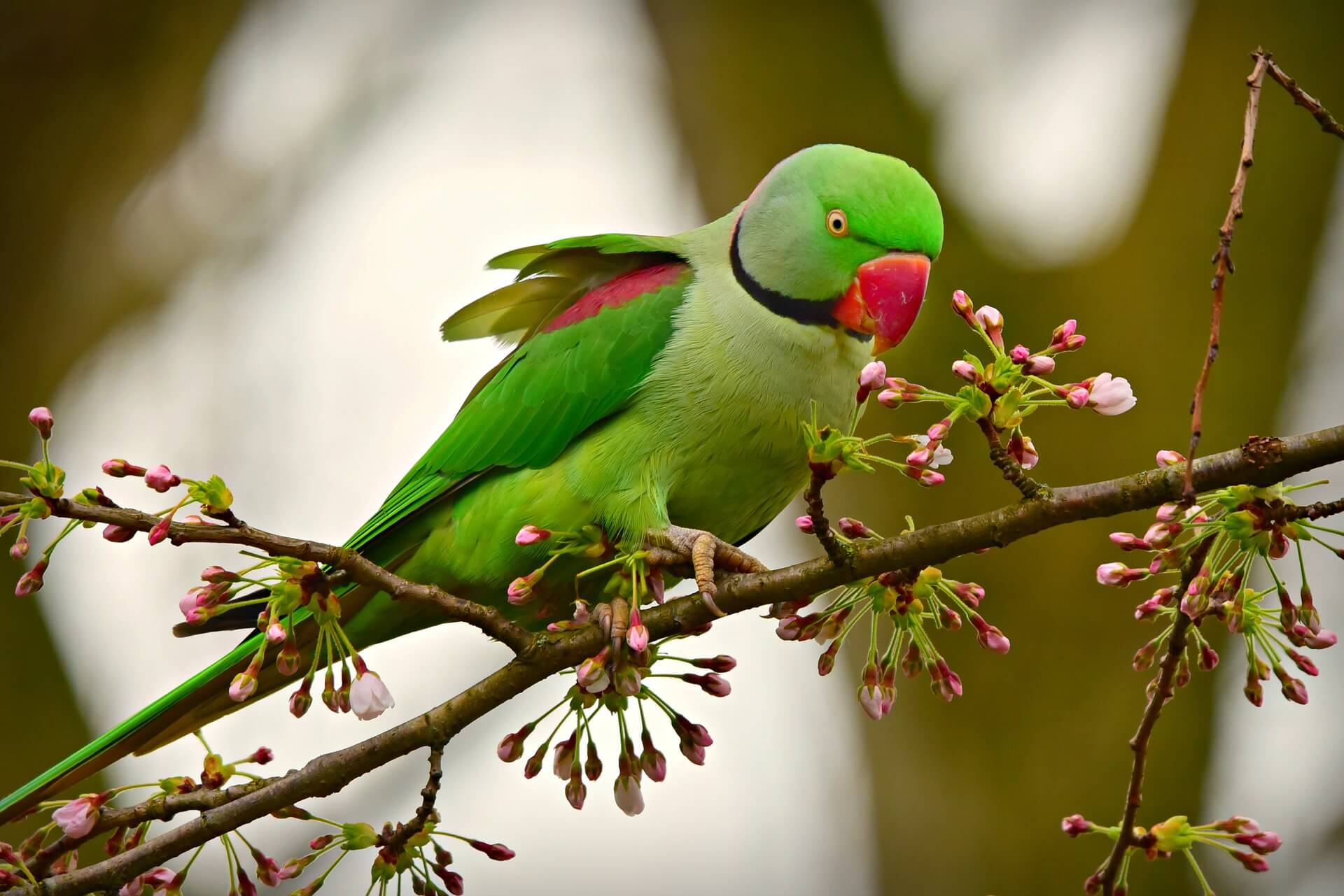 Tropical Rose Ringed Parakeets Dazzle Birminghams Natural World