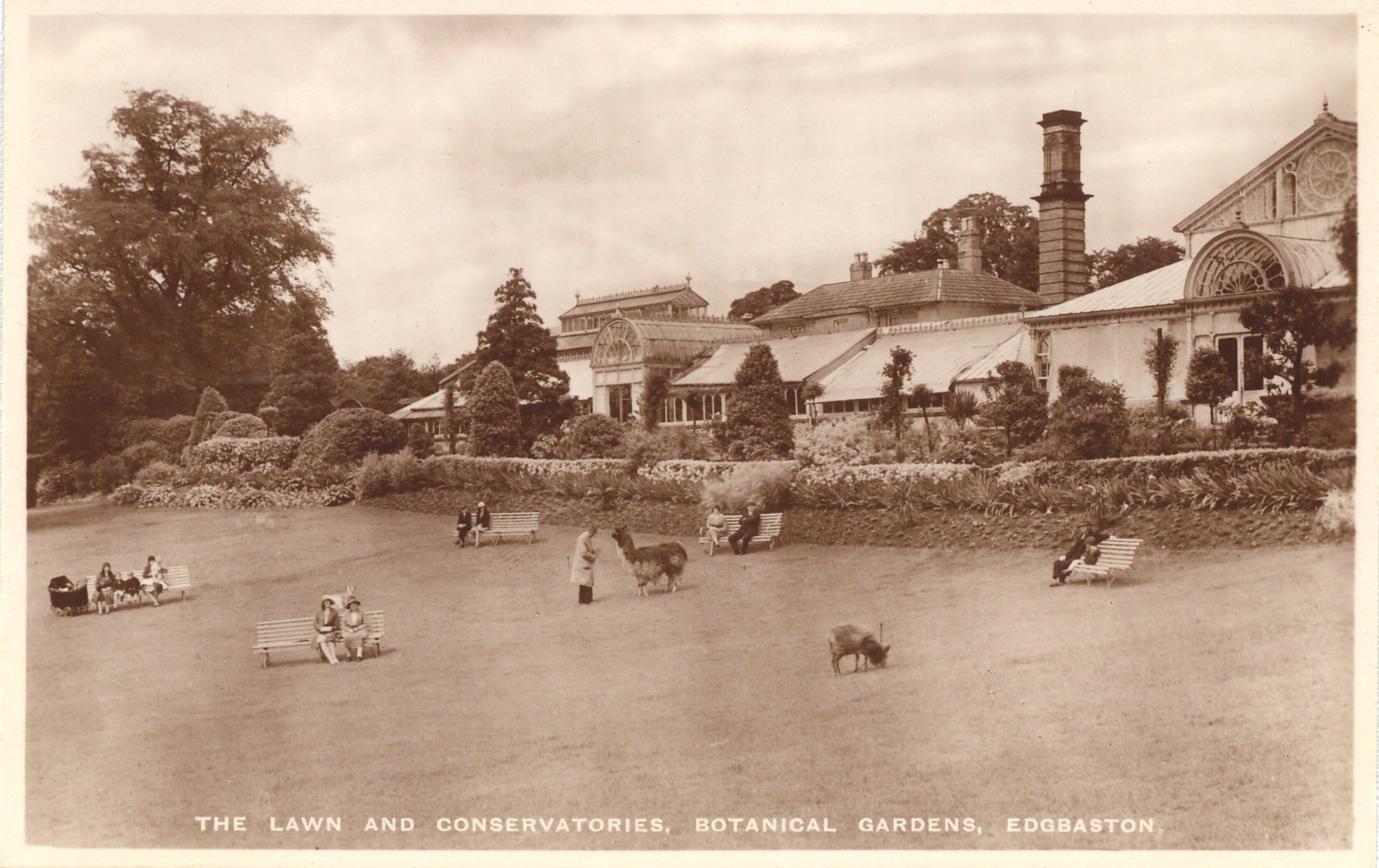 a sepia tone picture of the main lawn with a llama on the lawn from the 1920s