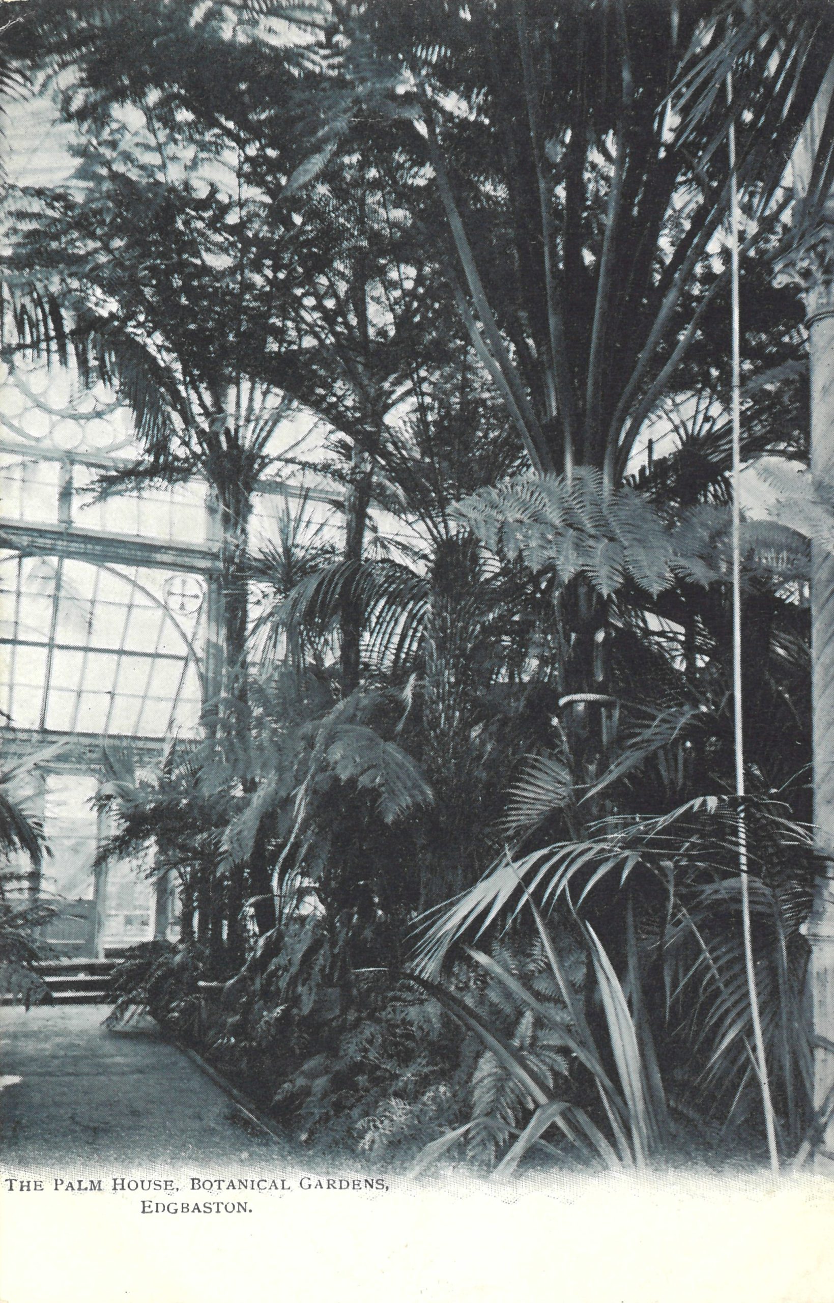 A black and white photo of the palm house interior