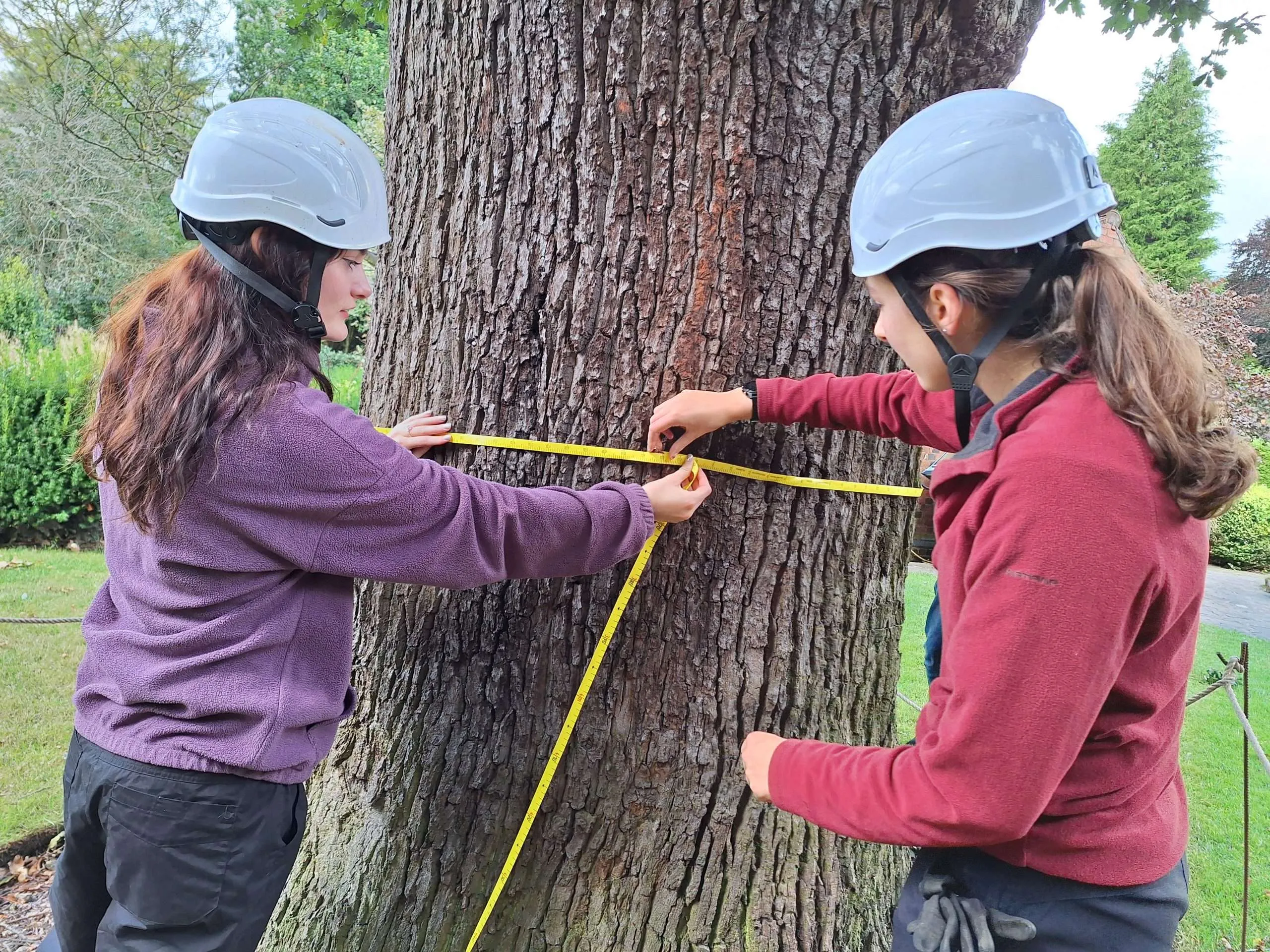 A tree being measured for auditing.